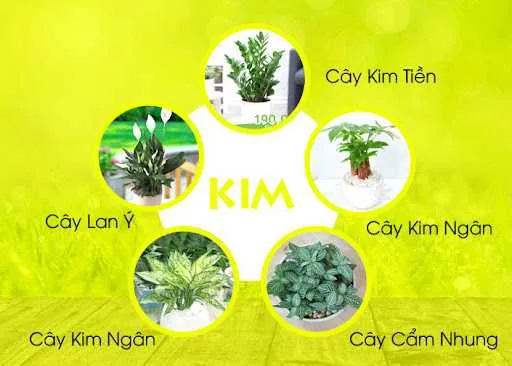 Những gợi ý phù hợp dành cho người mệnh Kim