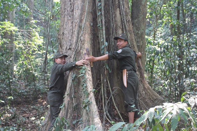 Nguồn gốc gỗ giáng hương