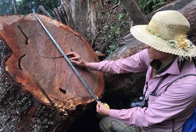 Cây trưởng thành có chiều cao lên đến khoảng 20 - 30m, đường kính thân cây có thể lớn hơn 2m.