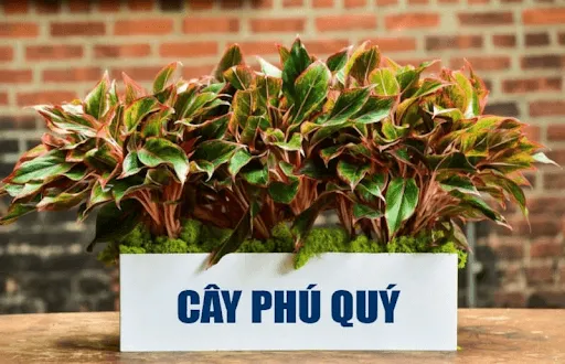 Màu đỏ của phú quý tượng trưng cho may mắn, tốt lành