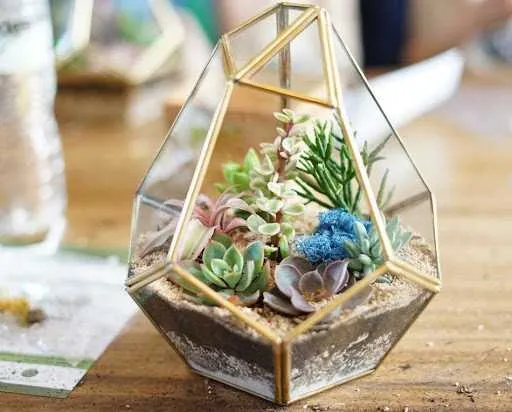 Tiểu cảnh Terrarium được phát hiện từ rất lâu