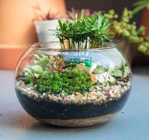 Tiểu cảnh Terrarium mở