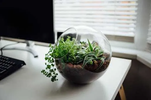 Tiểu cảnh Terrarium để bàn làm việc ấn tượng