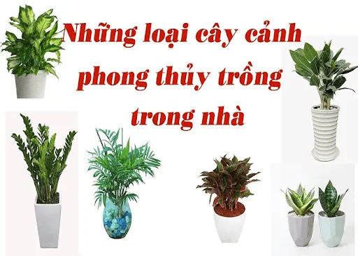 Bật mí 12 loại cây phong thủy trong nhà hút tài lộc, may mắn